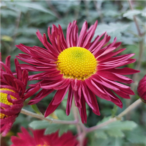 Chrysanthemum 'Christmas'